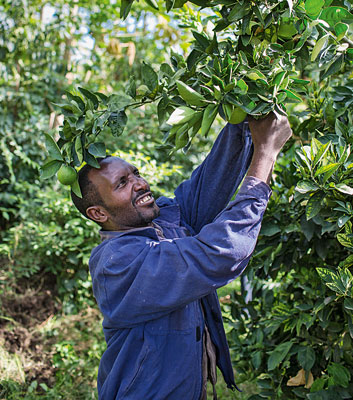 Weiter durch Wissen: Der äthiopische Landwirt Berhanu Hiluf freut sich, dass die neuen Anbaumethoden Früchte tragen. 15 Jahre lang mühte er sich vergeblich.