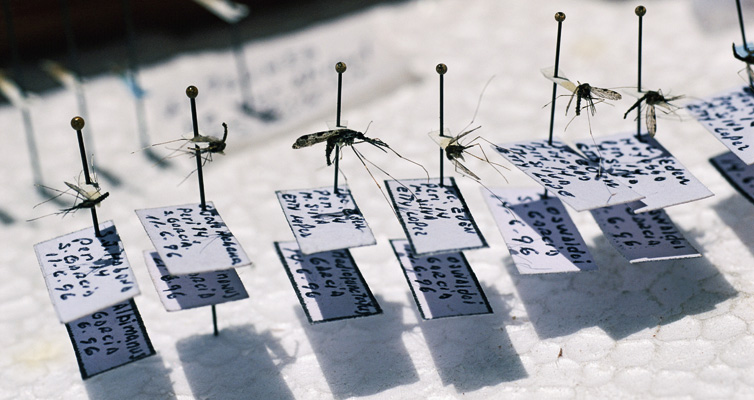 Kampf gegen Malaria: eine Sammlung von Moskitos in Mosambik, die helfen soll, Stechmücken und Krankheitserreger noch besser zu verstehen (Foto: Getty Images/Axiom RM/Chris Martin)