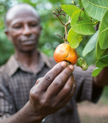 „Sonderbare Früchte“: Mit Cashew konnte in Ghana lange niemand etwas anfangen. Nun haben die Bauern das Potenzial der Pflanze erkannt.