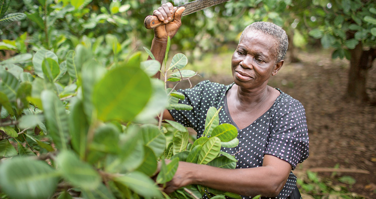 Landwirtin Victoria Ataa ist eine Art Pionierin des Anbaus von Cashewnüssen in Afrika.