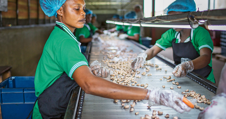 Die Cashew verarbeitende Fabrik in Mim beschäftigt bis zu 1.200 Menschen.