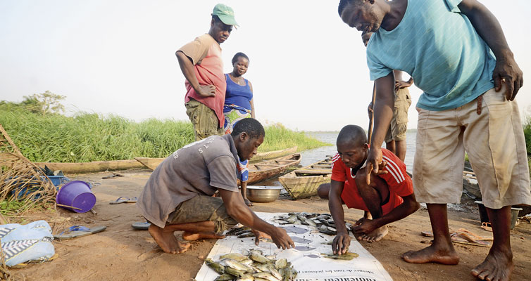 Small, medium or large? Fishermen compare their catch with the sizes on a poster.