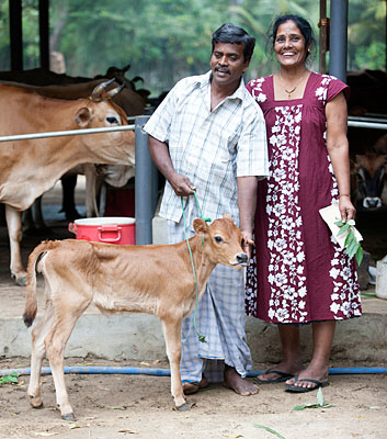 Ein Mann und eine Frau stehen neben einem Kalb; im Hintergrund sind Kühe zu sehen. Der Mann, in einem karierten Hemd und traditionellen Lunghi, hält das Kalb an einer Leine, während die Frau in einem blumenbedruckten Kleid steht und Blätter in ihrer Hand hält. Sie befinden sich auf einer Farm in Sri Lanka.