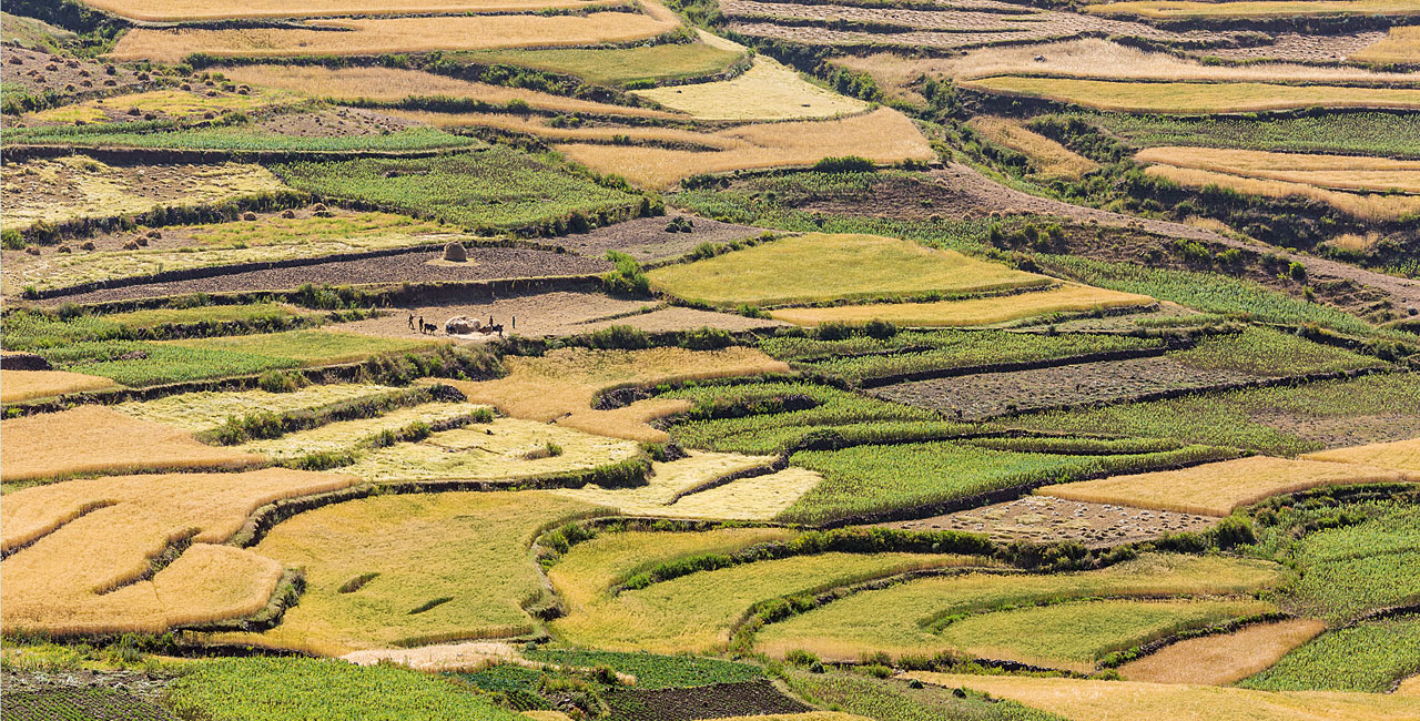 Green farmland – the hillside at Tigray, where the soils have been restored to full health.
