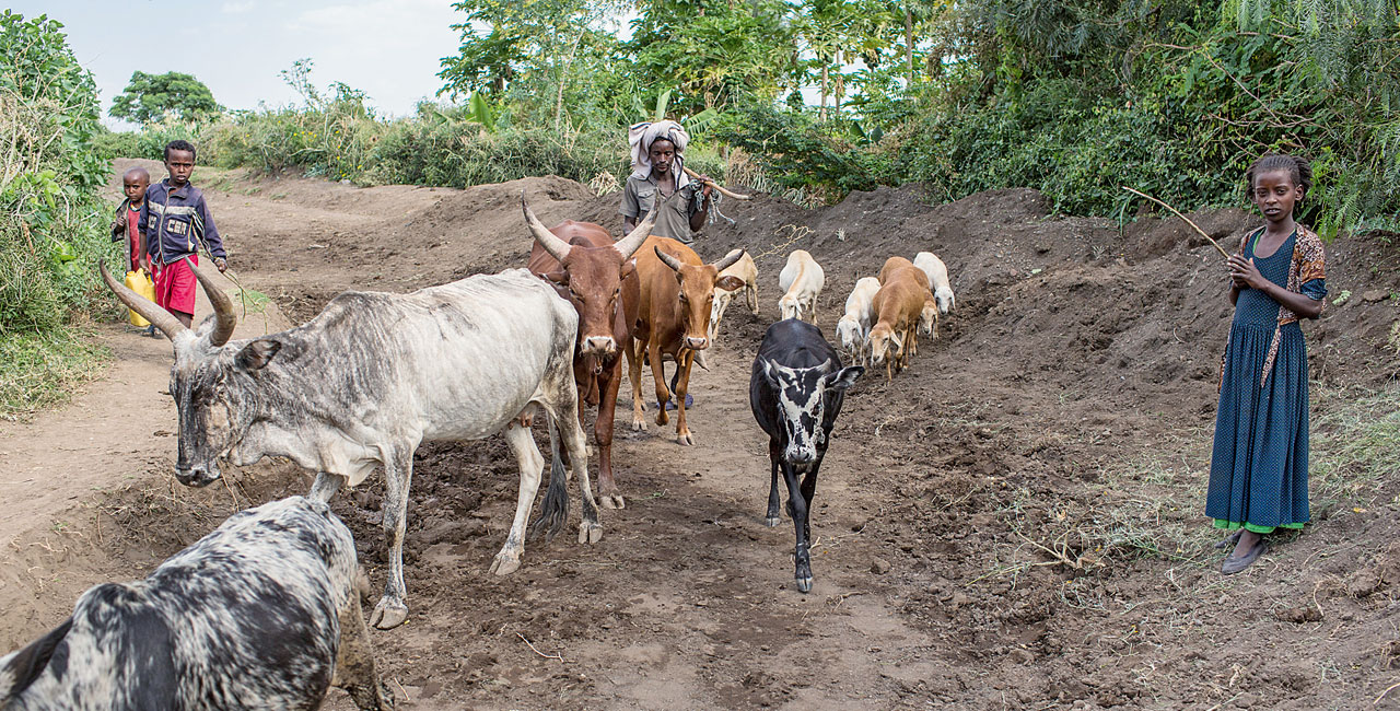  Small herds: cattle are an important source of income.