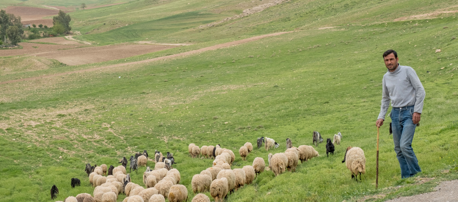 Ein Bauer im norden Iraks steht auf einer grünen Wiese und lehnt auf einem Stock, während er eine Herde von Schafen beobachtet. Er trägt einen grauen Pullover und Jeans und schaut Richtung Kamera.