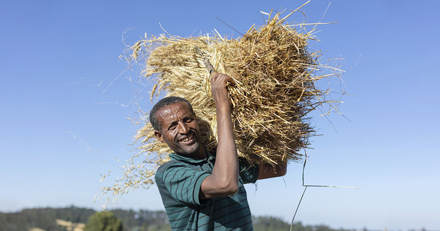 Malkamu Gabisa and his family now have a better harvest.