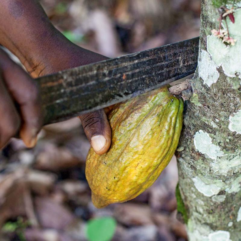 Die Hände eines Menschen schneiden eine gelbe Kakaofrucht von einem Baum ab. Der Fokus liegt auf dem Abschneiden des Kakaofrucht. Der verschwommene Hintergrund zeigt Waldboden.