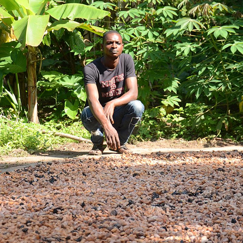 Ein Mann hockt vor geernteten Kakaobohnen, die vor ihm ausgebreitet auf dem Boden liegen, in einem dicht bewachsenen Wald in Nigeria. Er trägt ein schwarzes T-Shirt und eine Jeans. 