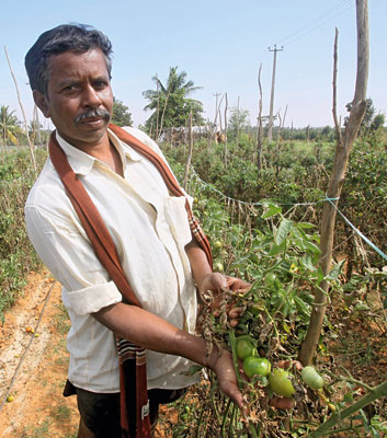 Rich pickings: farmers in southern India have switched to organic vegetable farming. This has also brought financial benefits.