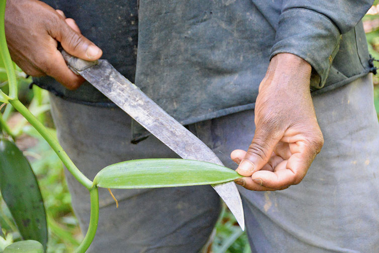 Drei Jahre dauert es, bis die Kletterpflanze Vanille zum ersten Mal blüht, wie hier auf der Plantage von René Totoantsarika auf Madagaskar.