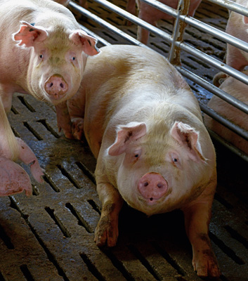 Die Wende geschafft: Fast hätte die Schweinezucht von Juan Carlos Saenz schließen müssen. Mit der neuen Biogasanlage denkt er sogar an Expansion.