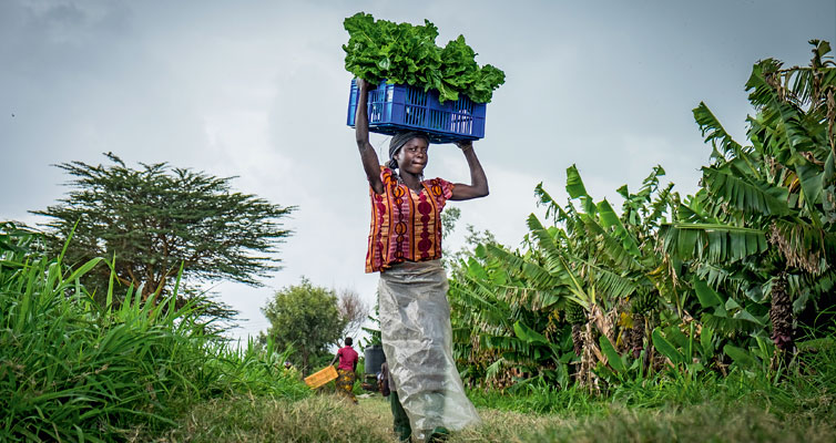 Fruchtbares Afrika: Fertile Africa: higher productivity means higher yields. The picture shows a Kenyan woman carrying spinach. (Photo: Getty Images/E+)