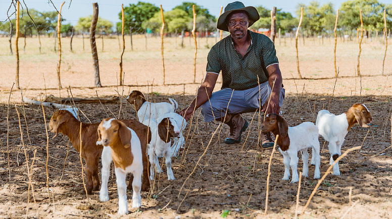 Kauari mixes the finely-chopped bush feed with protein-rich plants that add even more value to the feed.