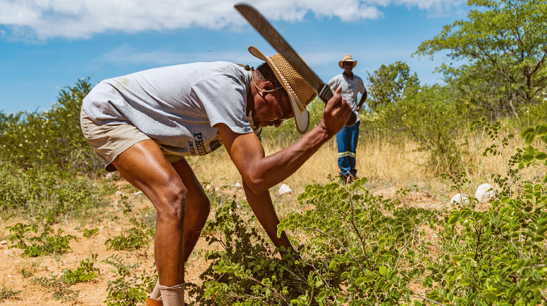 Ruben Uazukuani schlägt das Buschholz kurz über dem Wurzelstock ab. Dann wird es mit einer Hammermühle zerkleinert. Ernte und Verarbeitung sind arbeitsintensiv, deshalb beschäftigt er dafür Arbeiter.