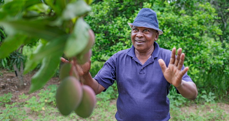 Boniface Mwilu supplies mangoes for a juice factory.