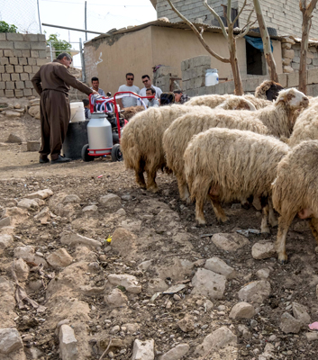 Time to be milked: animals wait on Pirmam’s farmstead in Bastoora in northern Iraq.
