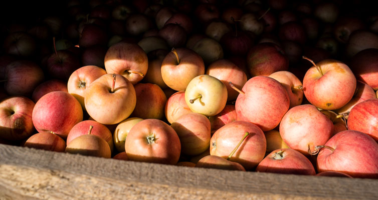Die knackigen Früchte stehen auch im Mittelpunkt der Tourismusidee „Apfel-Weg“.