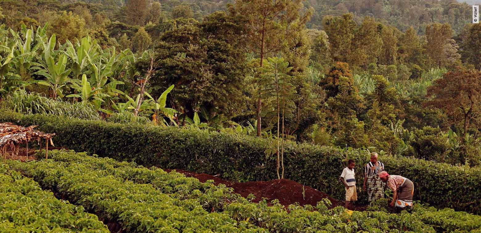 Zu sehen ist eine landwirtschaftliche Szene mit drei Personen rechts im Bild, die in einem grünen Feld arbeiten. Eine Person ist in traditionelle Kleidung mit Streifen gekleidet, eine weitere trägt ein weißes Hemd und die dritte Person ist über die Arbeit gebeugt. Das Feld ist in sauberen Reihen bepflanzt und im Hintergrund sind hohe Bäume und Bananenstauden.