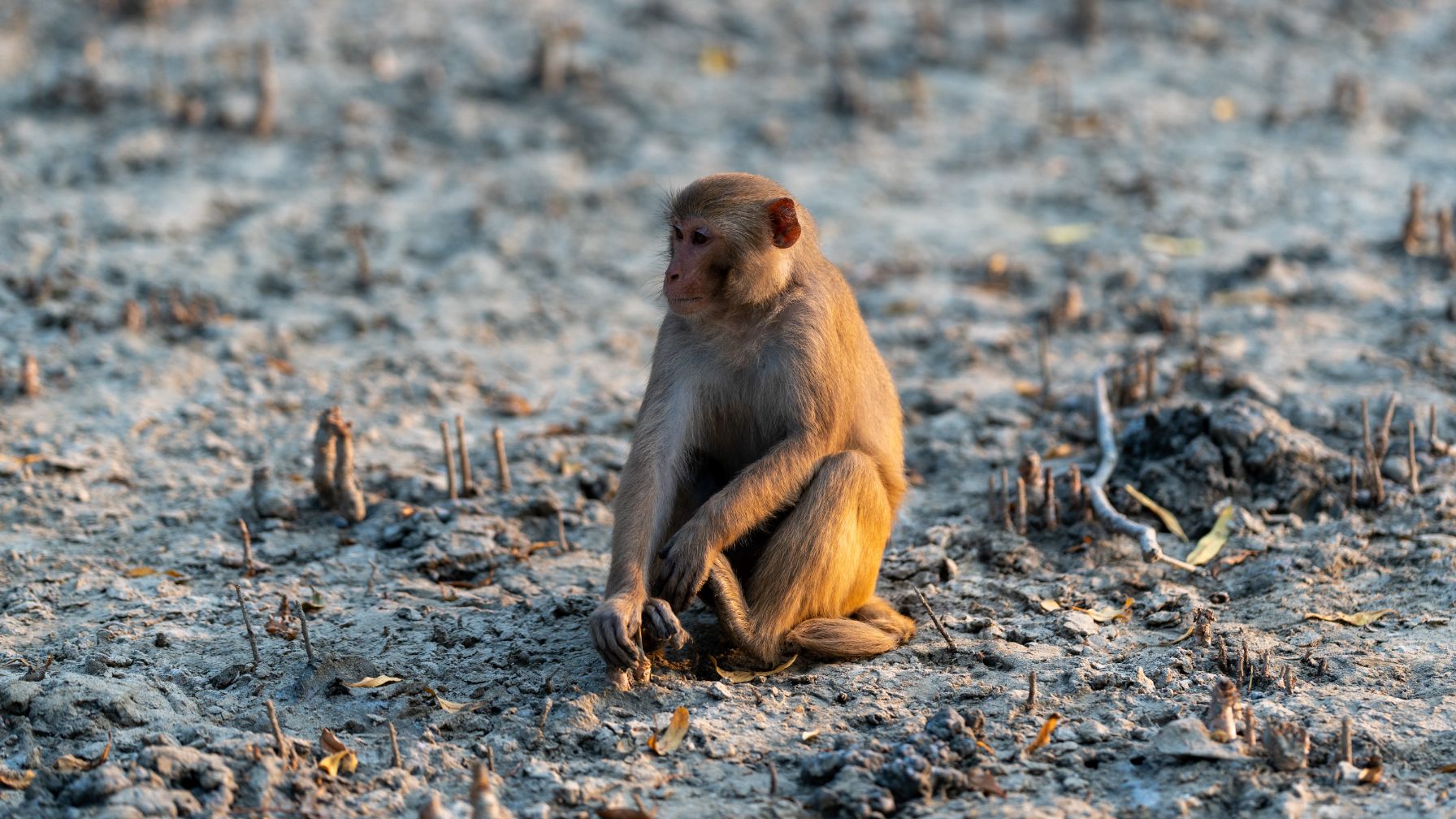 Auf dieser besonderen Inselwelt im Golf von Bengalen gibt es eine vielfältige Tierwelt. Manche Tiere sind weniger scheu als andere: Rhesusaffen kann man häufiger zwischen den Luftwurzeln der Mangroven erspähen als den Star der Sundarbans. © Tapash Paul/GIZ