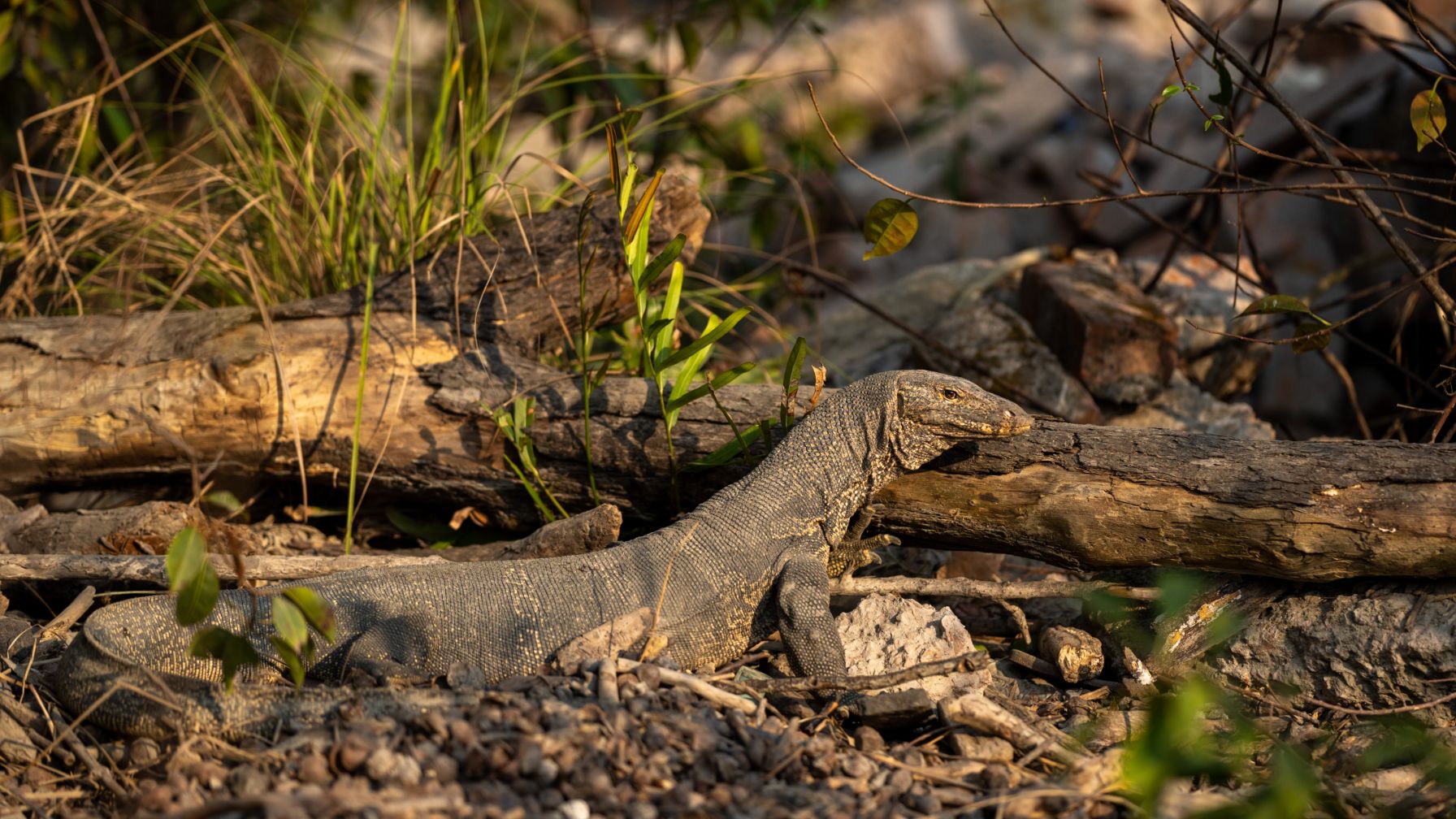 The Sundarbans is also home to more than 50 reptile species, including monitor lizards, like the one pictured, and saltwater crocodiles. The mangrove belt provides an ideal habitat for them. As well as being good for biodiversity, the mangroves are important for coastal protection and water quality. © Tapash Paul/GIZ