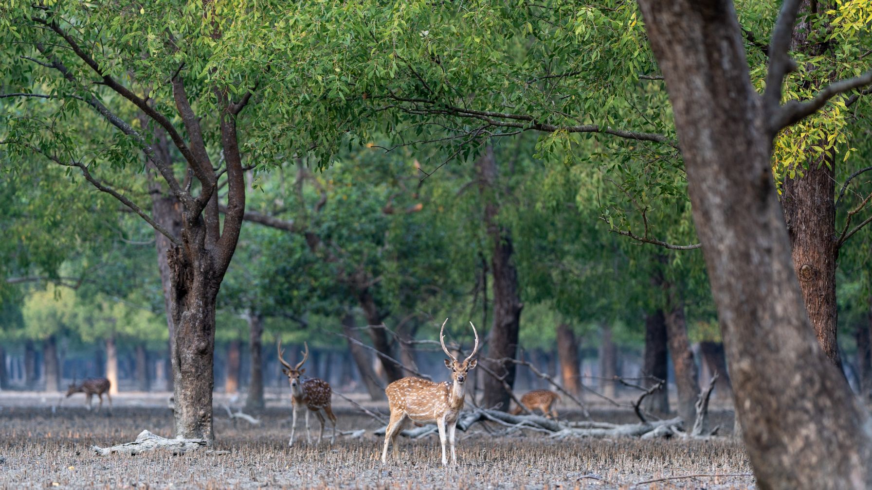 Leichter sind die gefleckten Axishirsche beim Äsen zu erblicken – ein wunderschöner Moment bei der Bootstour in den Sundarbans. Über das Miteinander von Mensch und Tier an diesem entlegenen und so besonderen Ort der Welt berichtet die akzente-Reportage „Mein Nachbar, das Weltnaturerbe Sundarbans“. © Tapash Paul/GIZ