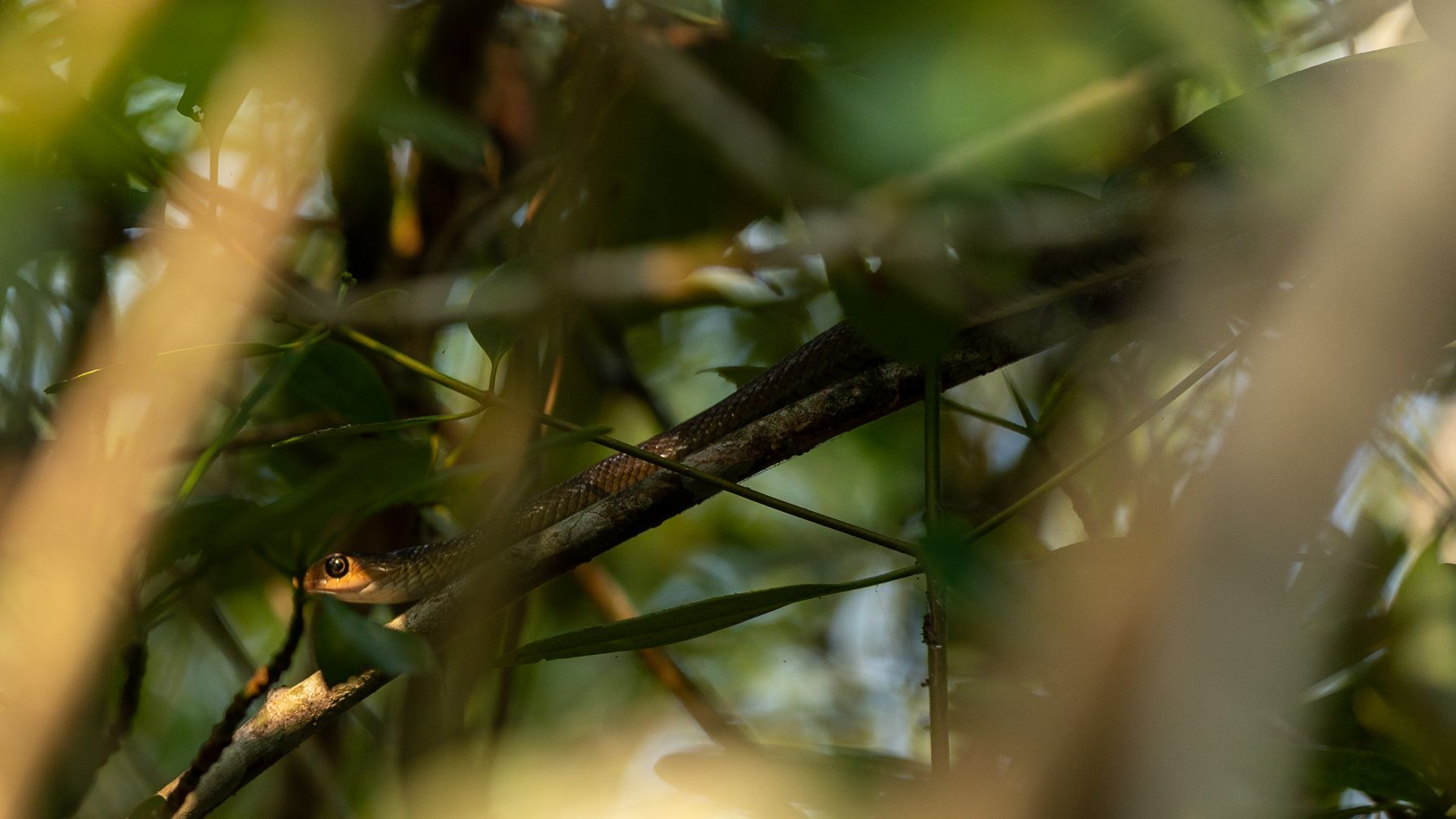 A large part of the Sundarbans Reserve Forest is a UNESCO World Heritage Site and has been designated as wetland of international importance owing to its rich flora and fauna. If you look closely and carefully, you can see well-camouflaged inhabitants such as snakes from the Elapidae family. © Tapash Paul/GIZ