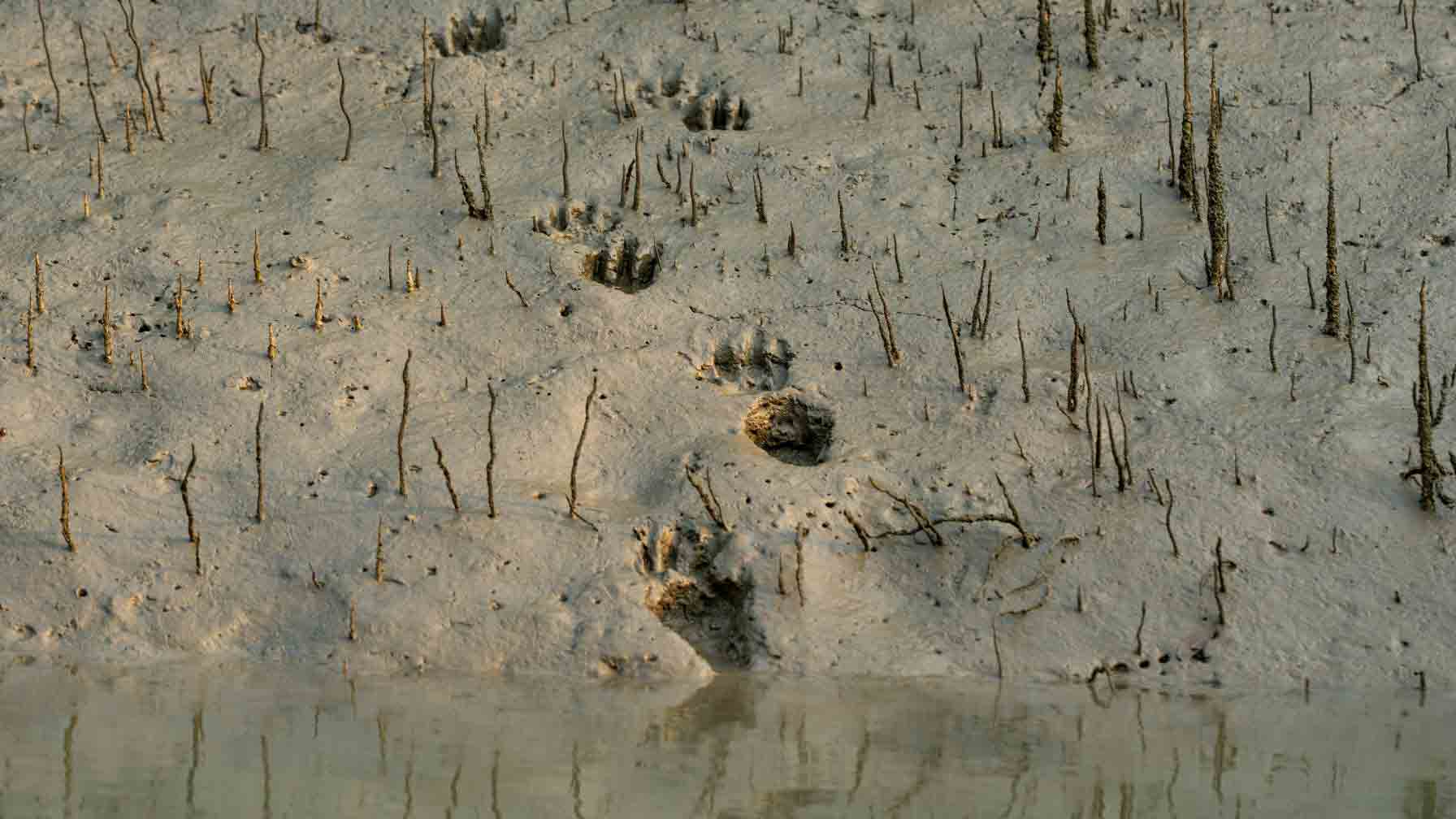 Der Star der Sundarbans ist nämlich der Bengal- oder Königstiger. Nur noch einige Hundert Exemplare leben dort. Nirgendwo sonst auf der Welt findet man übrigens Tiger in Mangrovengebieten. Unser Fotograf Tapash entdeckt bei seiner Recherche frische Spuren der Raubkatze. © Tapash Paul/GIZ
