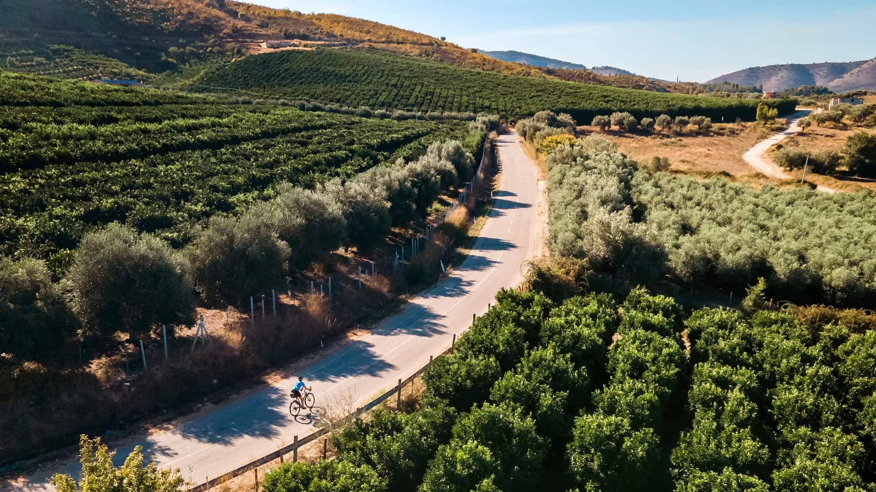 Ein Radfahrer fährt auf einer kurvigen Straße durch eine hügelige Landschaft mit grünen Obstplantagen und Olivenhainen.