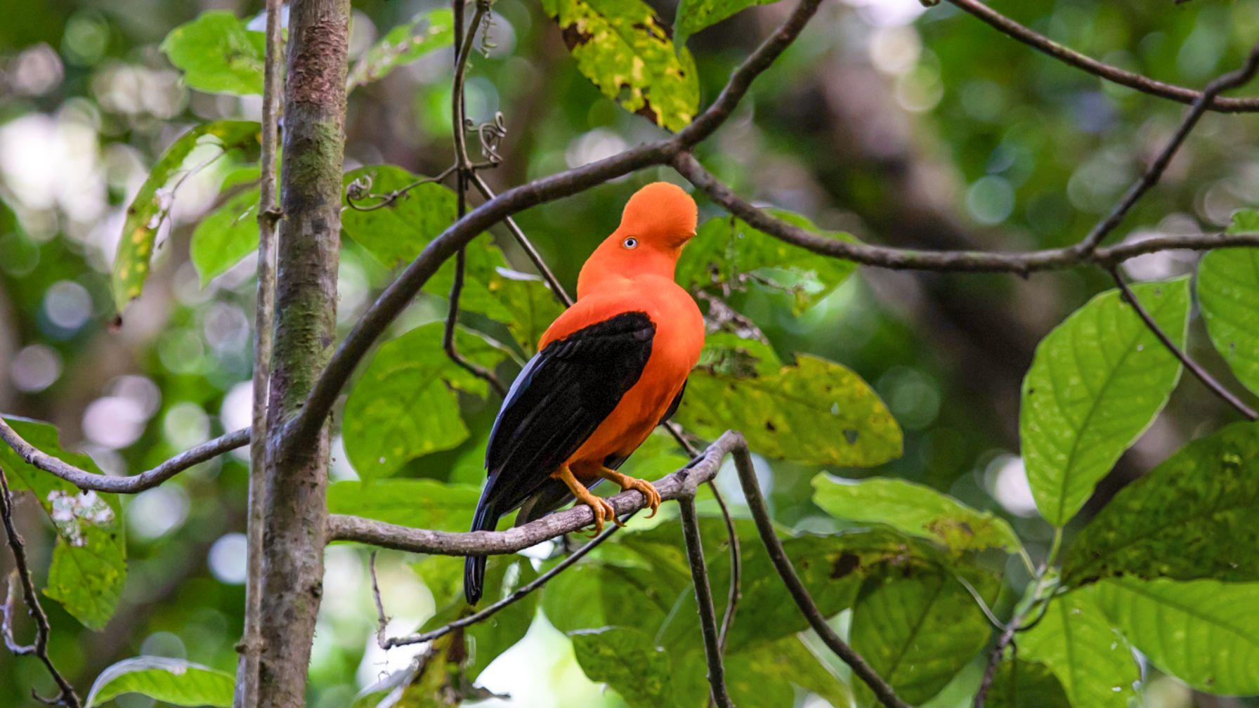 A brightly colored Andean cock-of-the-rock perches on a branch in the lush green rainforest.