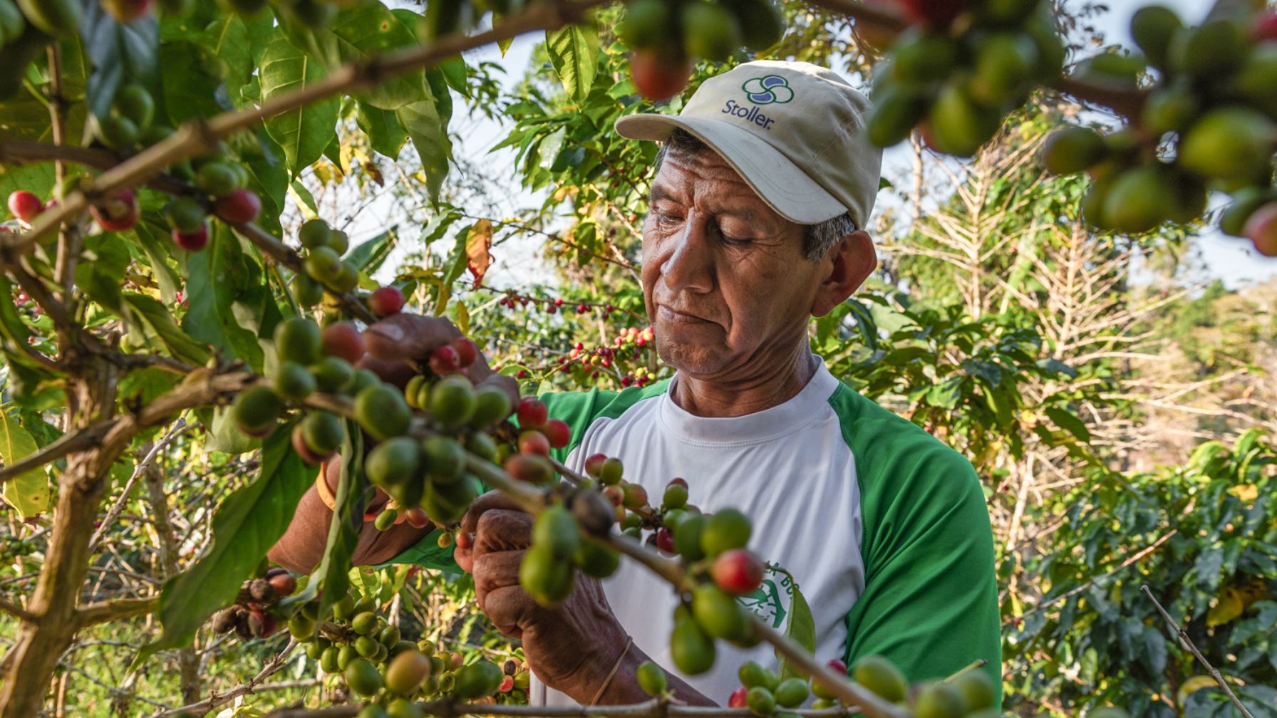 A man wearing a cap and green-white shirt harvests coffee cherries from a bush.