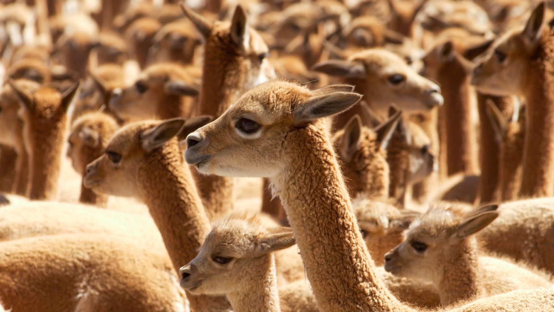 A large herd of light brown vicuñas stands closely packed in a dry landscape.