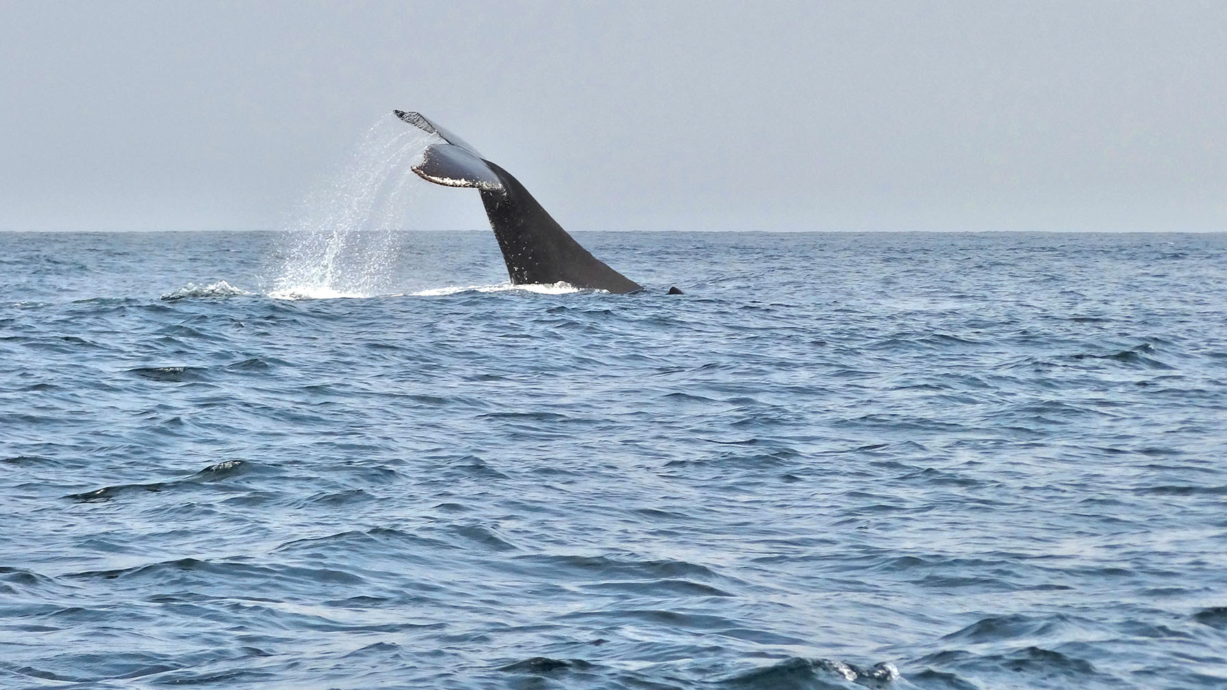 A whale’s tail fin rises above the water as it dives into the ocean.