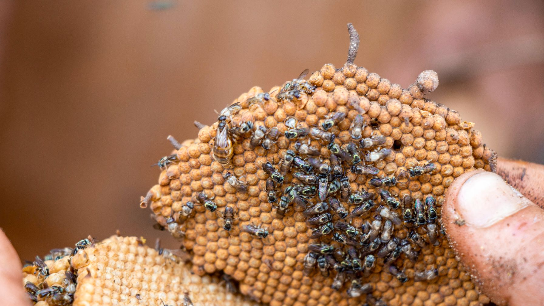 Close-up of a hand holding a honeycomb covered with small, shiny black bees.