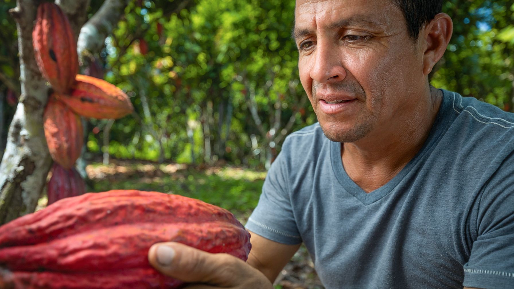 A man in a blue shirt examines a large red cacao pod growing on a tree.
