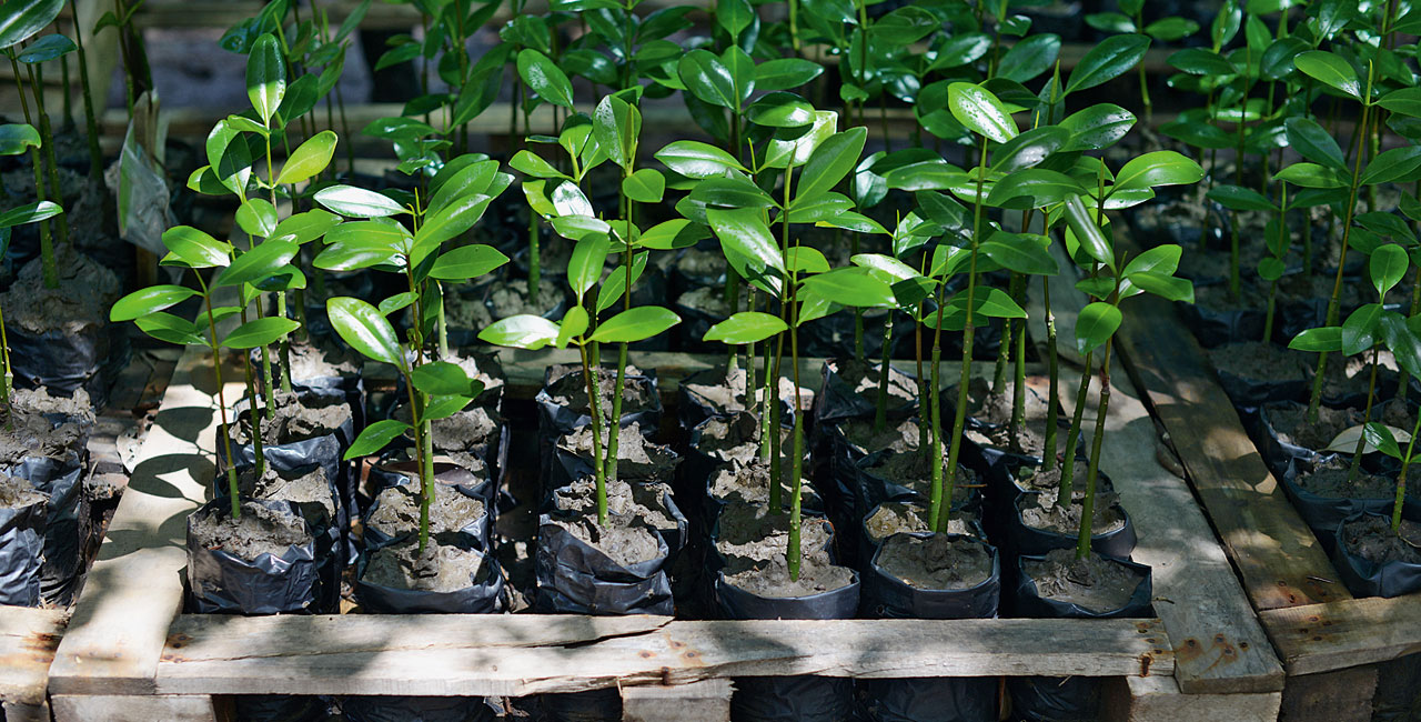 Welcome by-product – more mangroves means more clams.