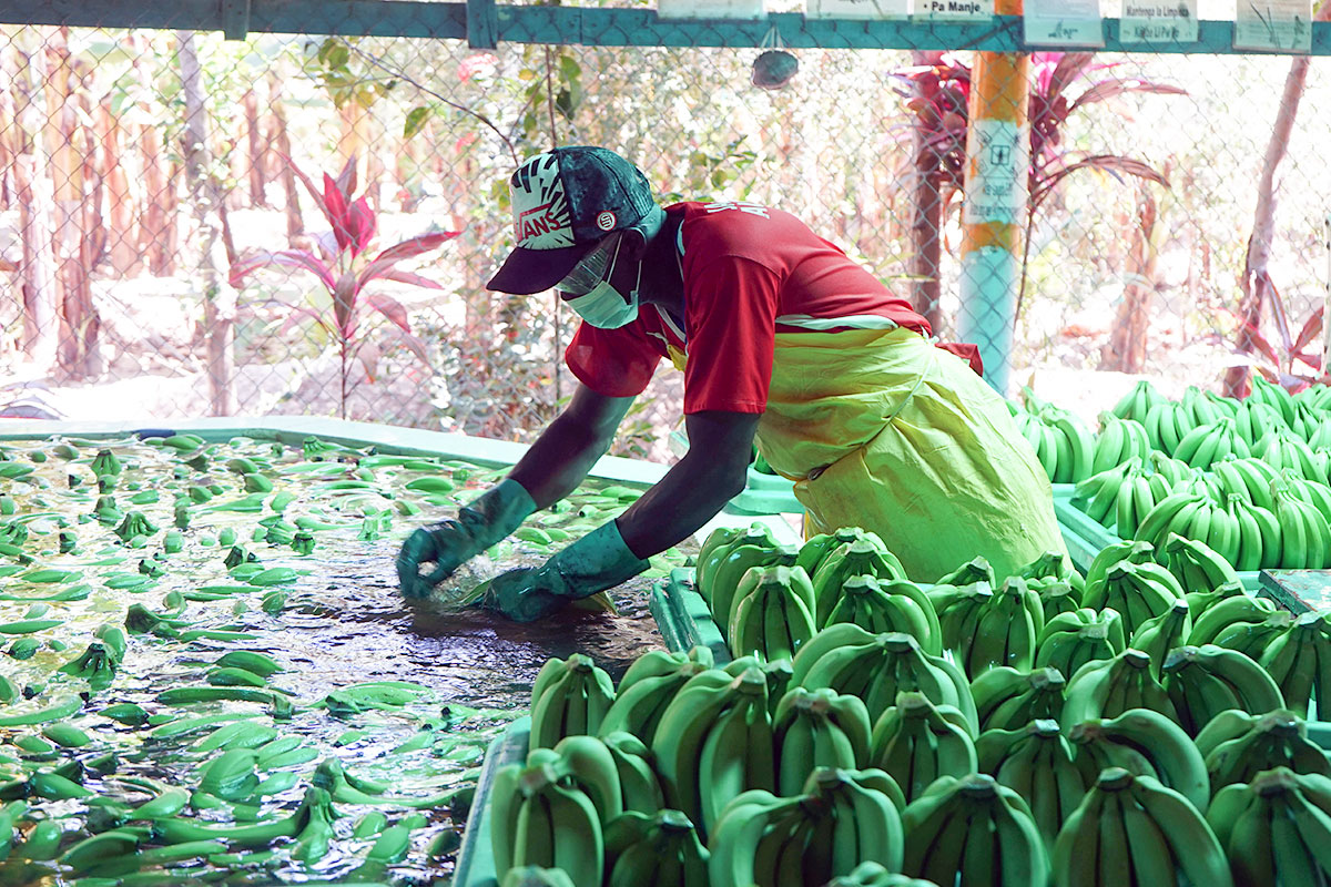 Biobananen für den europäischen Markt produziert die dominikanische Kooperative Banelino.