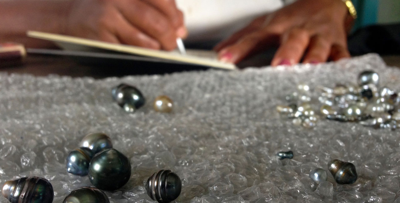 Cultured pearls are to become established as an alternative to fishing as a source of income for Fiji Islanders.