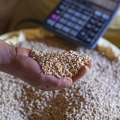 High-quality seed and better knowledge of modern farming techniques are the key to higher yields – and to improving the lives of farming families.