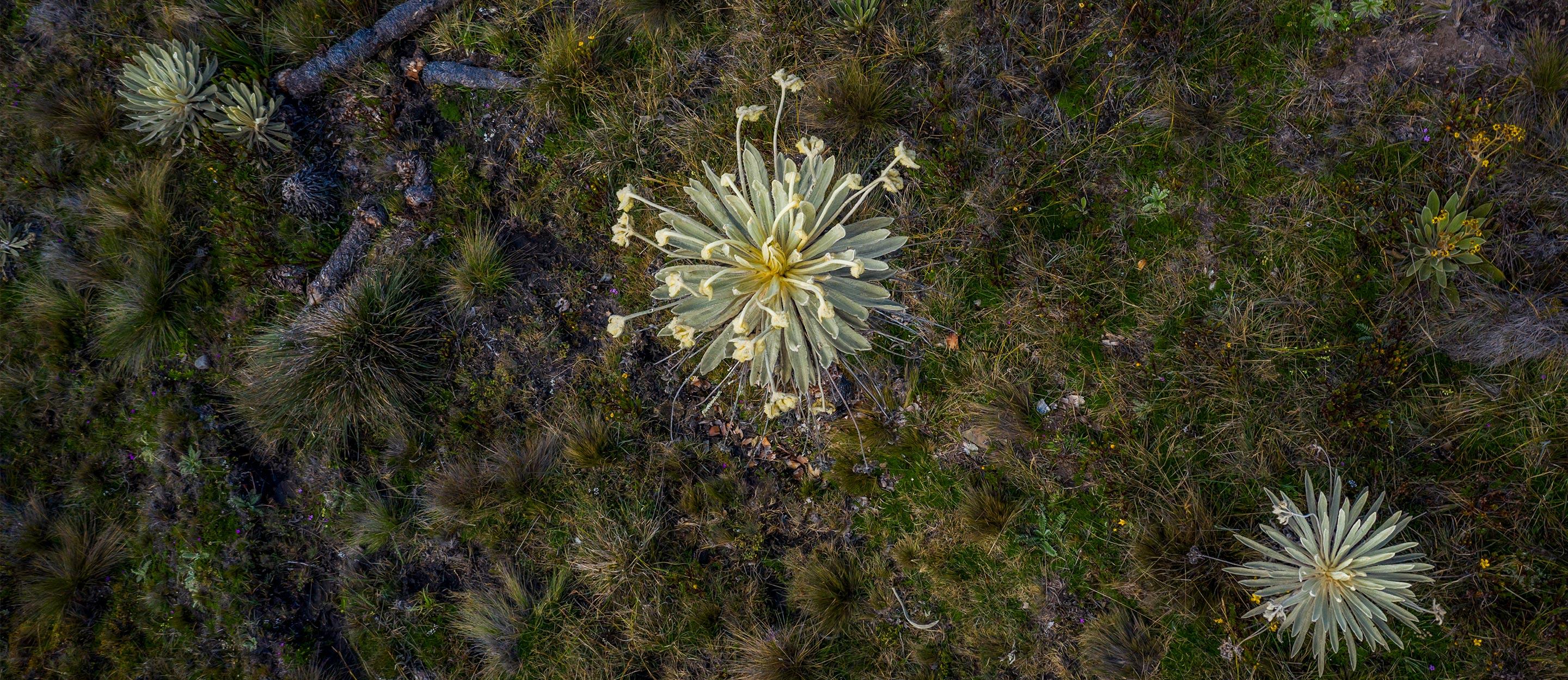 Luftaufnahme von mehreren Frailejón-Pflanzen, die in einer kargen, grasbewachsenen Landschaft wachsen.