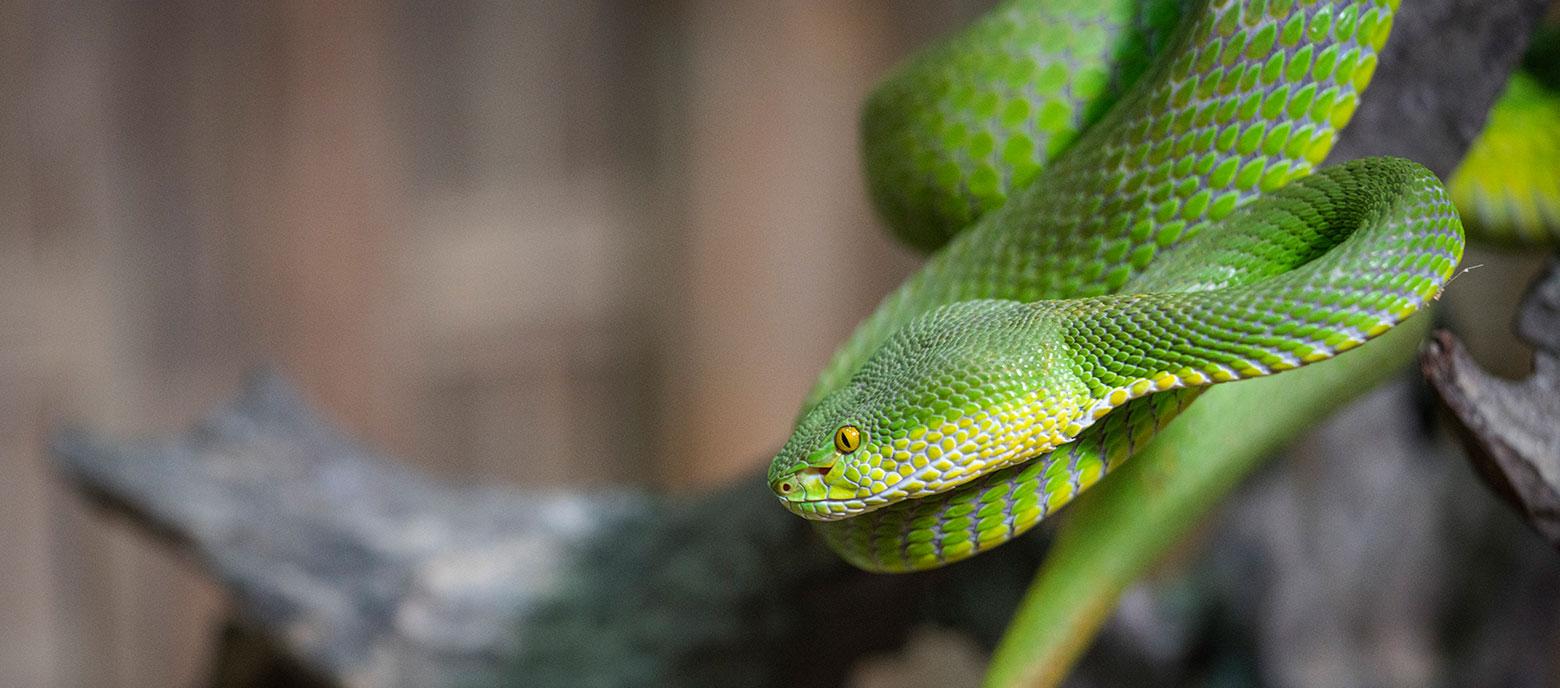 red-tailed bamboo pitviper
