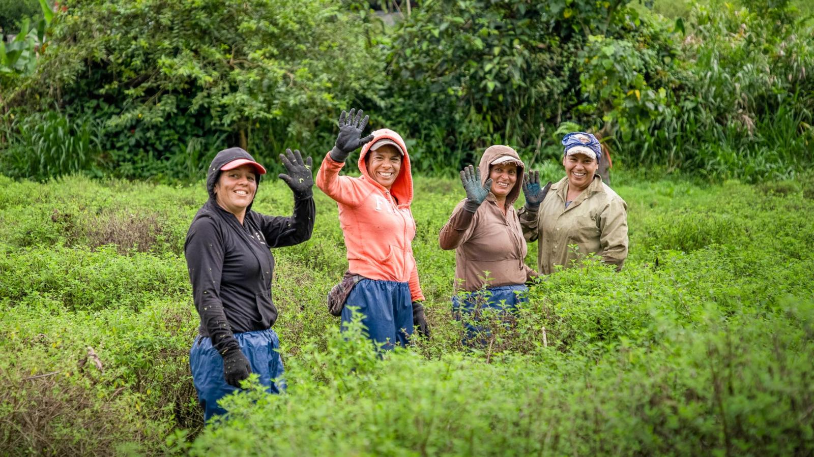 Vier Erntemitarbeiterinnen stehen im Feld