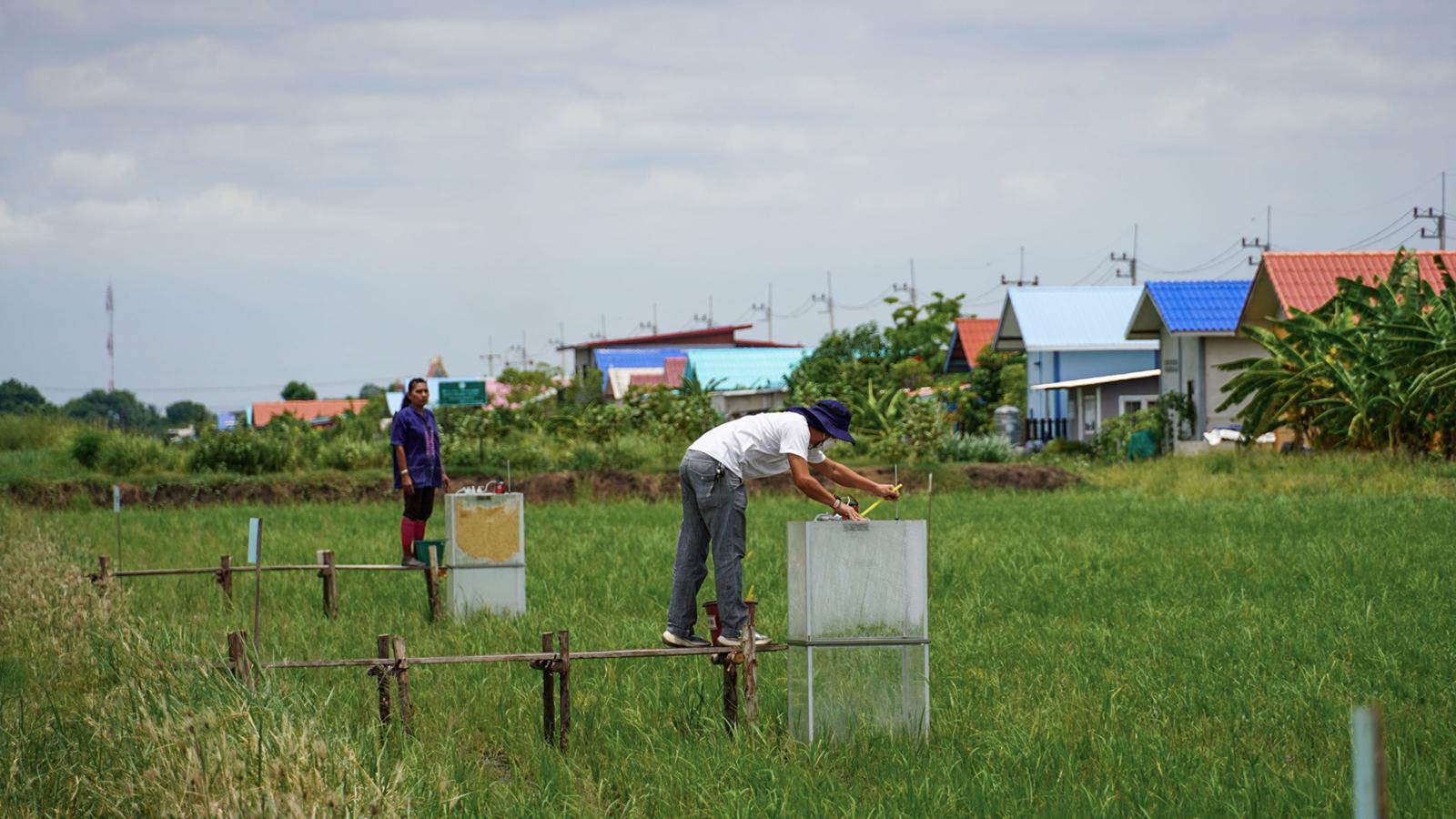 Reisbauern auf einem Feld durch