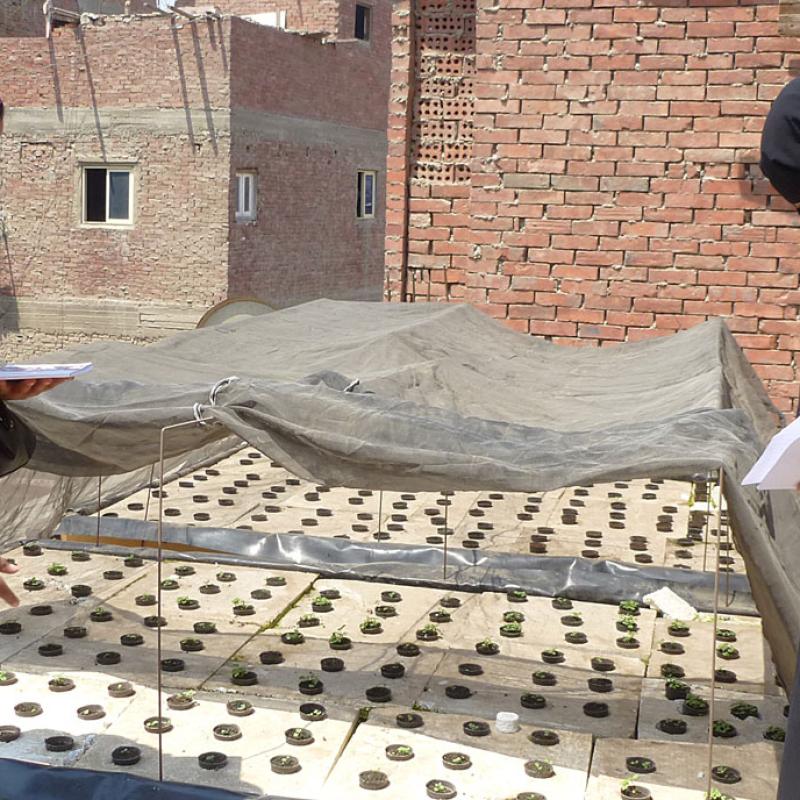 Zwei Frauen stehen auf einem Dach in Kairo und bauen Gemüse und andere Pflanzen an, die auf Netzen ausgelegt sind. Eine trägt ein rosa Oberteil mit einem gemusterten Schal, die andere ist in einer schwarzen Burka gekleidet. Beide halten Papiere in den Händen.