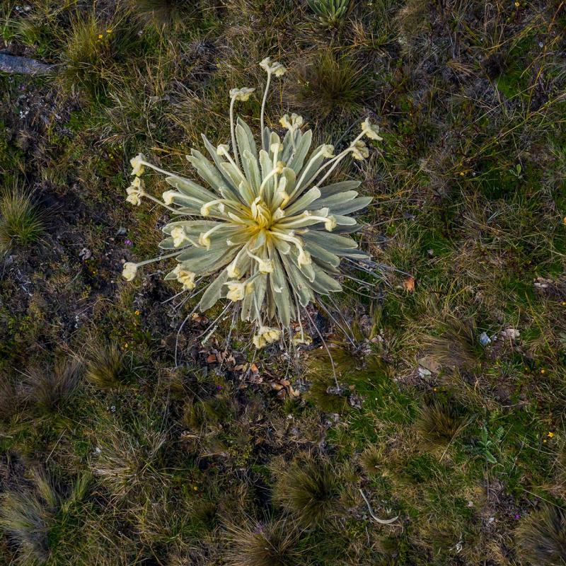 Luftaufnahme von mehreren Frailejón-Pflanzen, die in einer kargen, grasbewachsenen Landschaft wachsen.