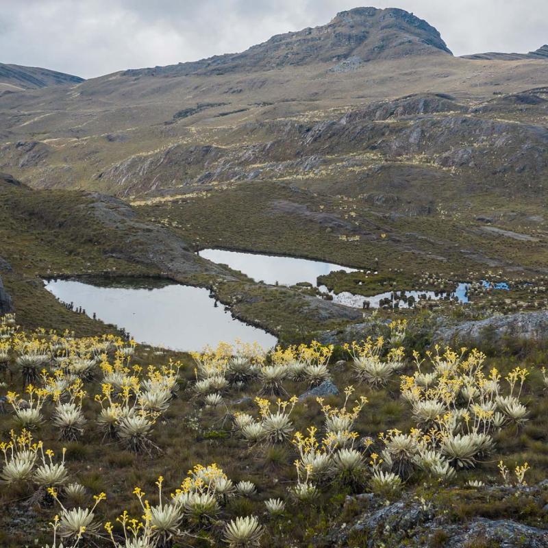 Eine bergige Landschaft mit felsigem Gelände, gelblicher Vegetation und kleinen Seen, die den bewölkten Himmel widerspiegeln.