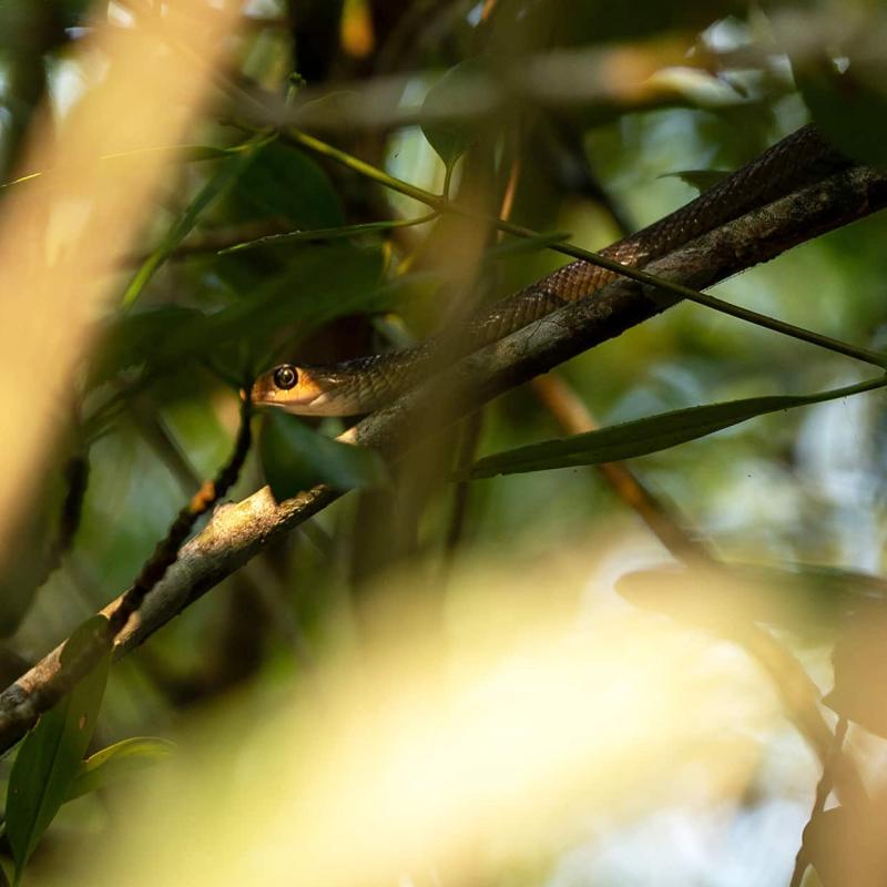 In einem dichten, von Sonnenlicht durchfluteten Blätterdach ist eine gut getarnte Schlange mit hervorschauendem Kopf auf einem Ast versteckt.