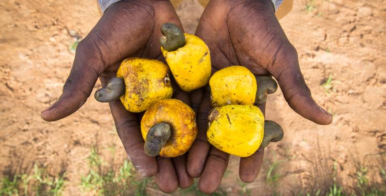 The biomass also contains the flesh of cashew fruits.