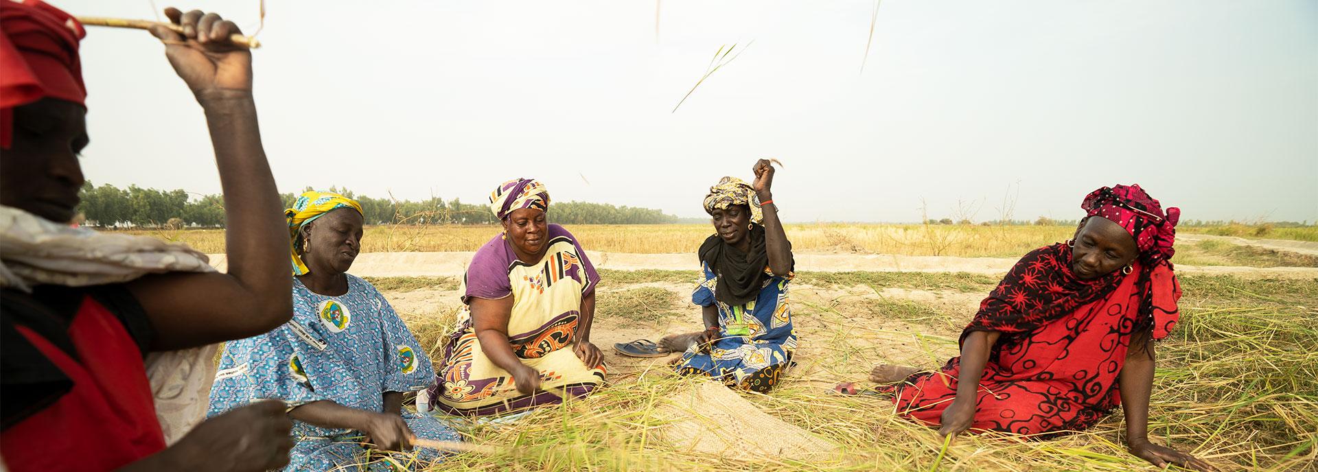 Mali Die Ernte der Frauen