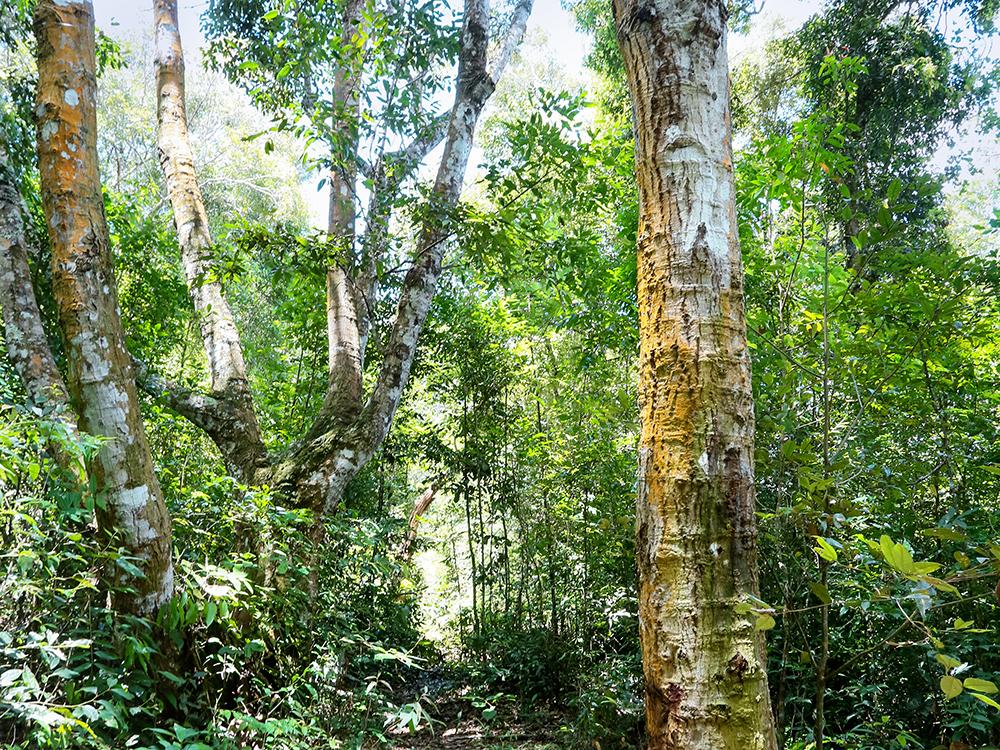 Laos Huapanh Forest